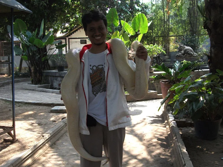 Jokowi hold this albino python too when he inaugurated Balekambang Park