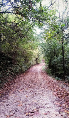 photo of forest road, slika šumskog puta, jesen, autumn