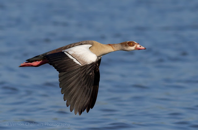 Egyptian goose in flight Woodbridge Island, Milnerton