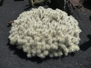 Jardín de Cactus IV