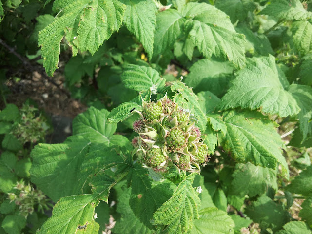 Unripe, green, black raspberries.