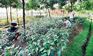 Kolkata has its own tea garden! Can you believe this?