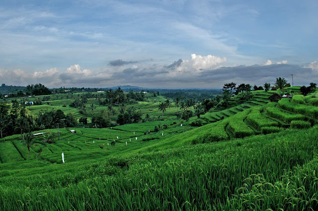 Objek wisata Jatiluwih di Bali