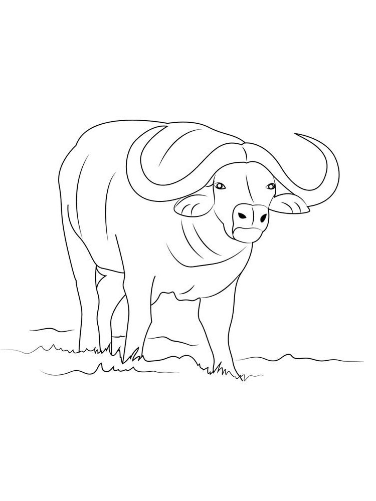 animals coloring page