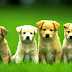 Hewan Mamalia Anjing (Dog, Canis lupus-familiaris atau Canis canis)