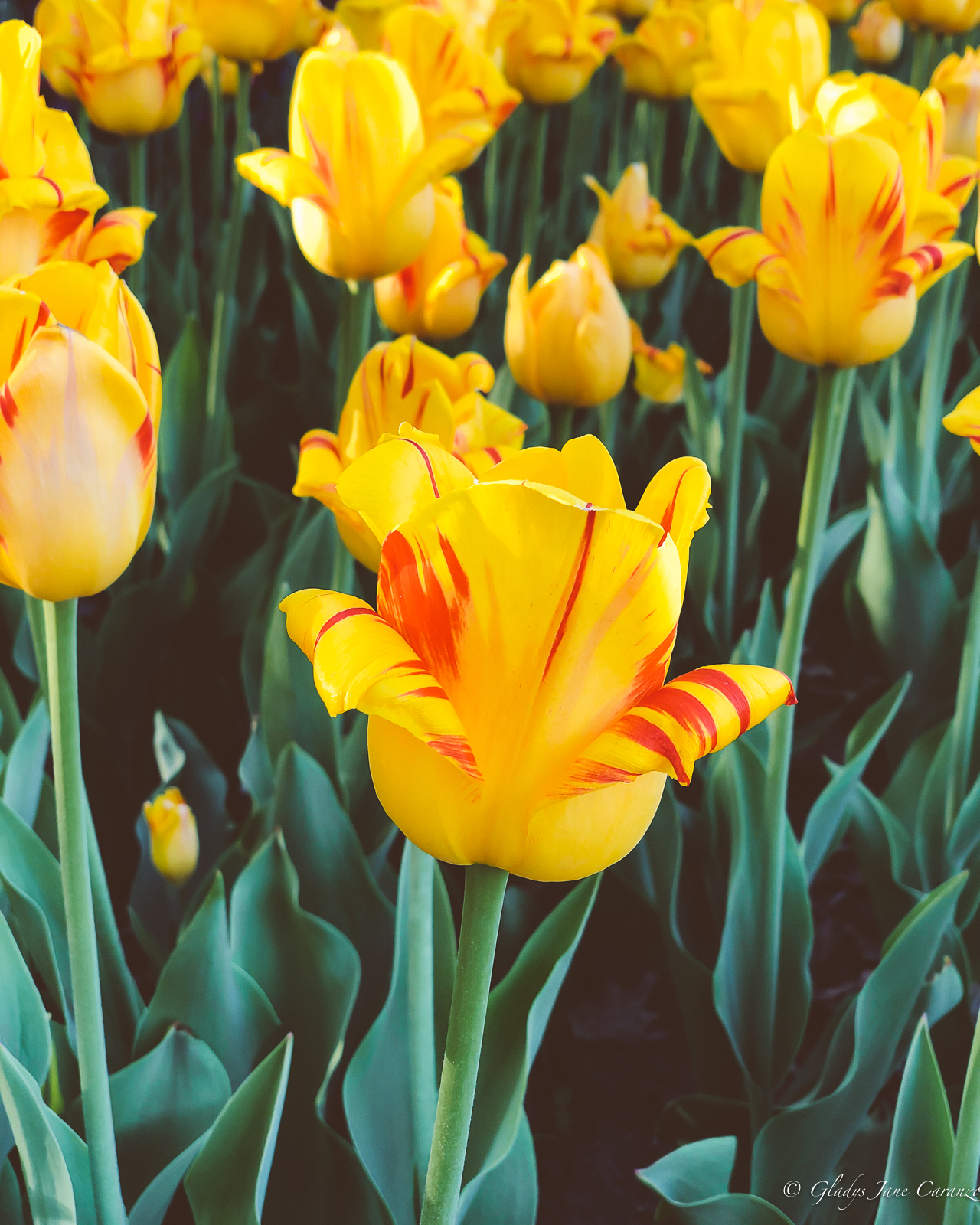 Tulip Festival: Things to Do in Ottawa, Ontario, Canada