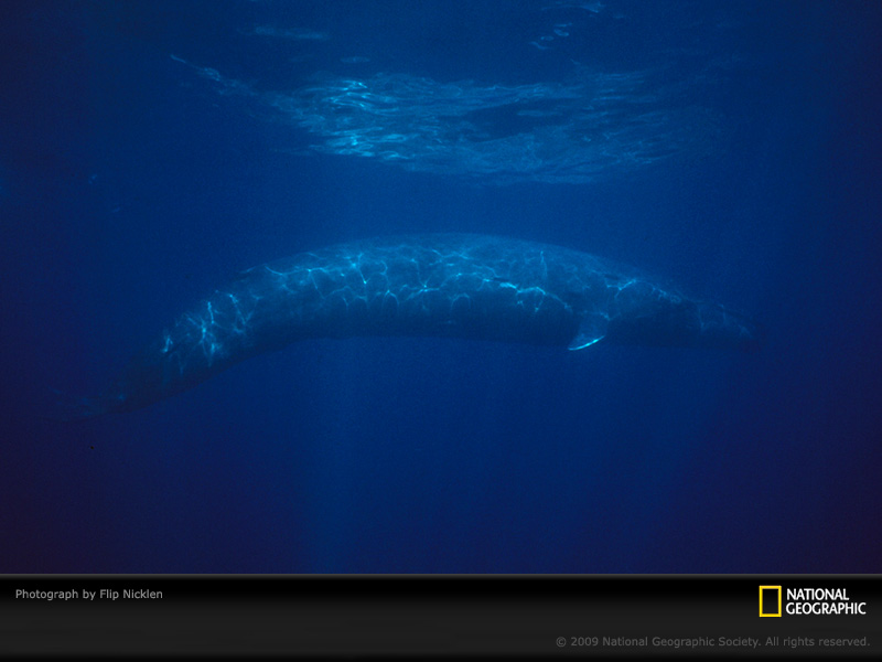 desktop wallpaper blue. lue whale