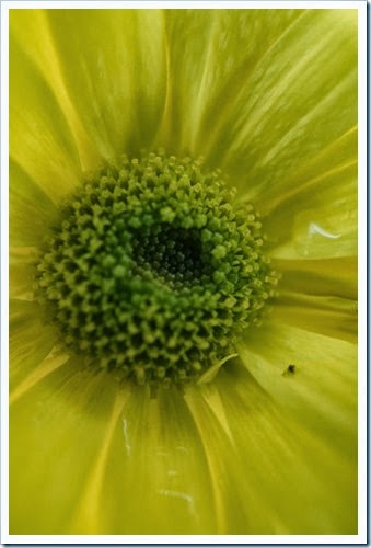 public-domain-flowers-pictures-1 (1143) public-domain-flowers-pictures-1 (1143)