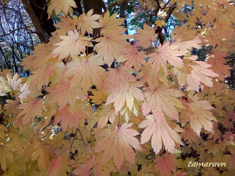 Клён ложнозибольдов (Acer pseudosieboldianum)