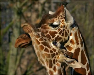 photo of two cute giraffes cuddling