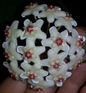 hoya-carnosa-white