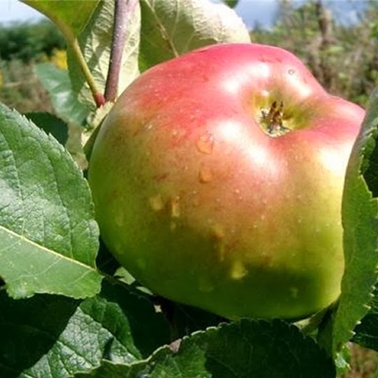 http://www.treesandplants.co.uk/products/Bramley-Apple-Trees.html