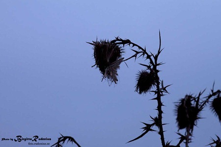 sky_20111117_siluet3