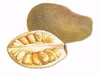 Nangka (Jackfruit)