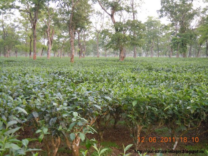 Jalpaiguri Danguajhar Tea Garden
