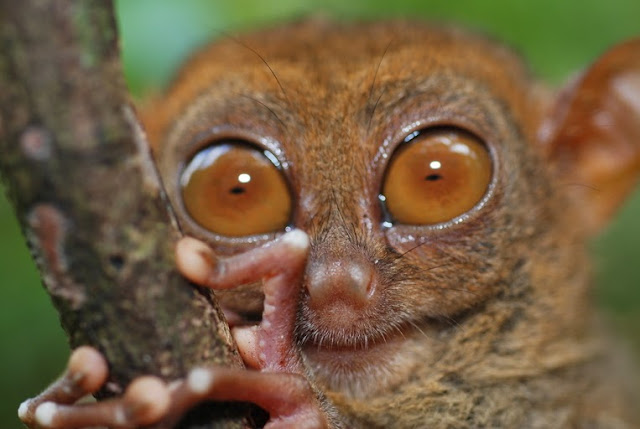 Tangkasi (Tarsius tarsier) Sulawesu Utara