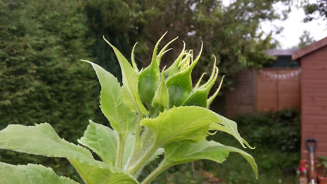 Project 365 day 194 - Awaiting the sunflower // 76sunflowers