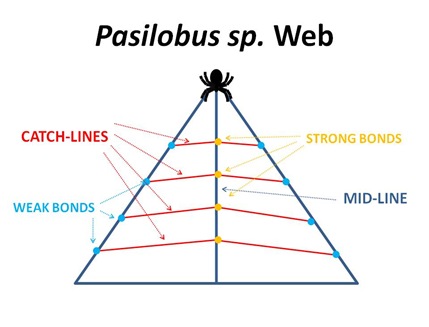 Pasilobus Web3