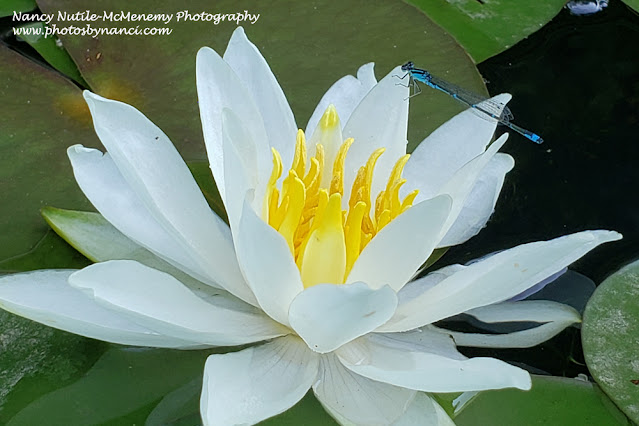 Waterlilly