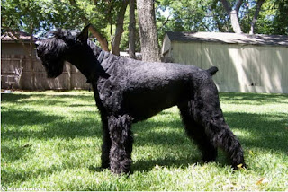 giant schnauzer