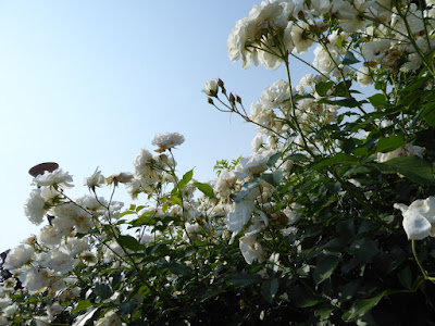 【大阪府茨木市】若園公園バラ園