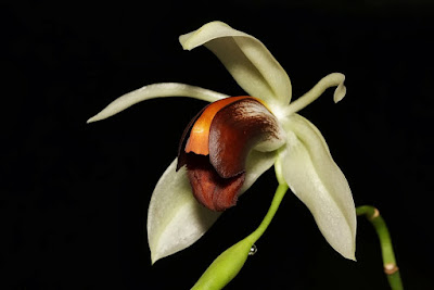 Coelogyne usitana orchid plant care and culture