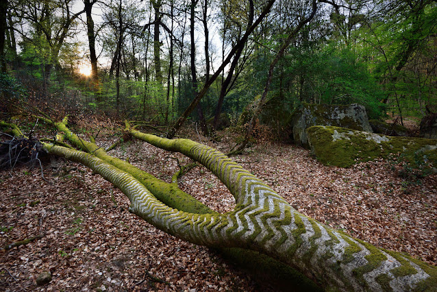 Catherine Miquel, La Gorge aux Loups, forêt de Fontainebleau.