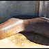 Zoom da camera deixa cobra gigante e causa na internet