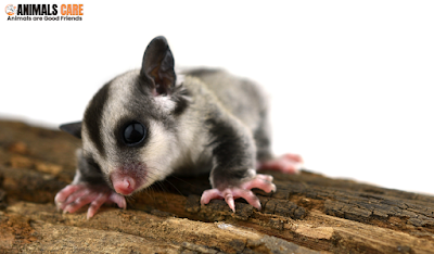 Monitoring for Illness: Early Warning Signs in Behavior