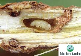 How to Prevent and Control Broca-da-raiz Infestations in Your Crops