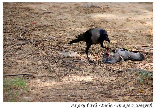 A crow, Delhi, India - Image by S. Deepak