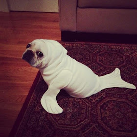 A dog dressed as a seal, dog costume, cute puppy