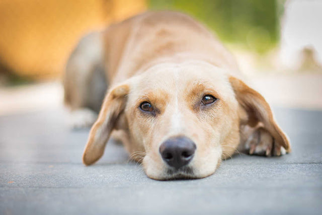 Dog Giardia