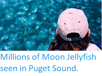 https://sciencythoughts.blogspot.com/2019/10/millions-of-moon-jellyfish-seen-in.html