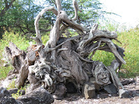 Very large tree stump - Kaloko Konokohau National Historical Park, Big Island, HI