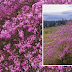 Enjoy these pink tree viewing experience in Bukidnon