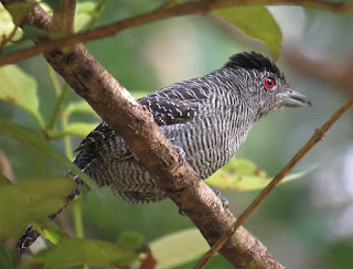 Fasciated Antshrike