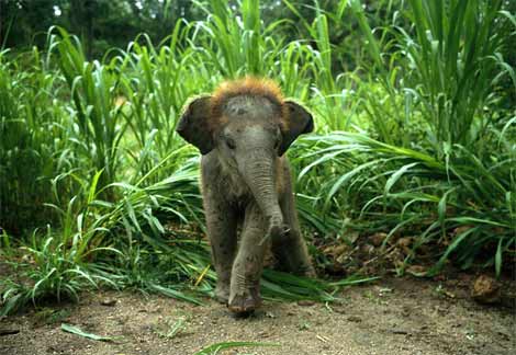 asian elephant baby