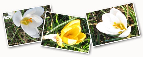 crocus