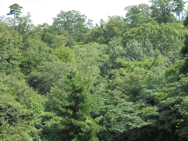 谷間の道から森の丘を望んだ風景