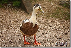 IMG_8876