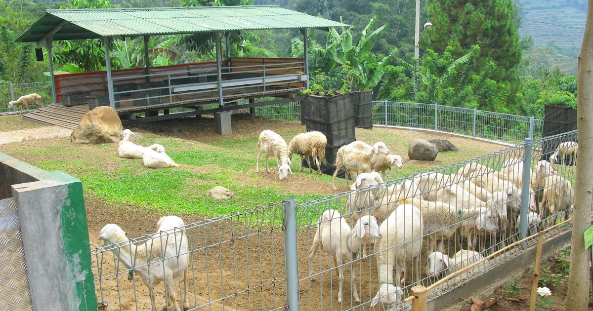Pasar Domba dan Kambing Online Indonesia: Contoh Area 