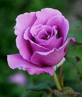 Bunga Mawar Ungu  Purple Rose Photos Alam Mentari