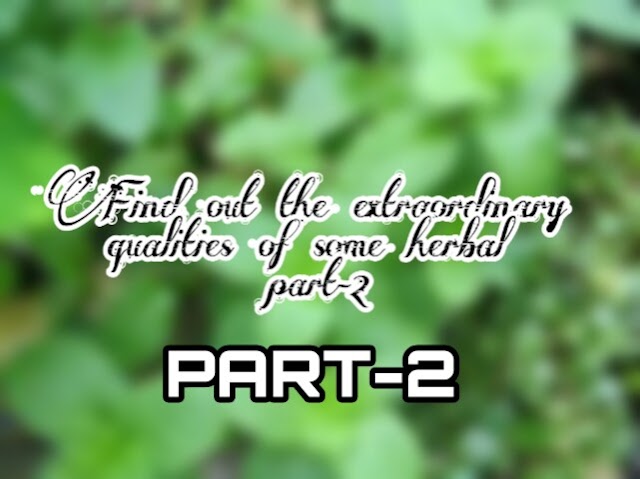 Find out the extraordinary qualities of some herbal part-2