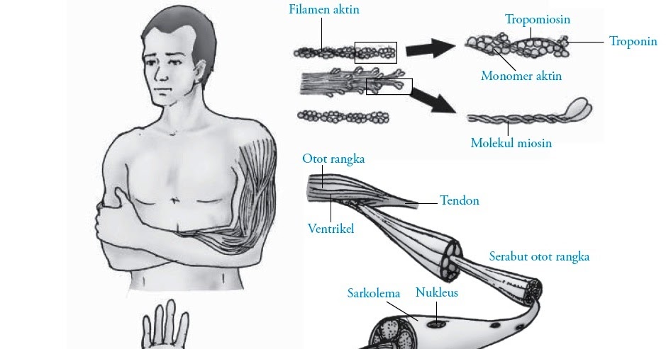 Sistem Gerak Otot pada Manusia  Perpustakaan Cyber