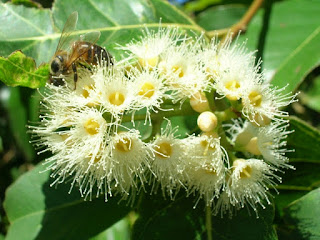 Цветы Eucalyptus deglupta