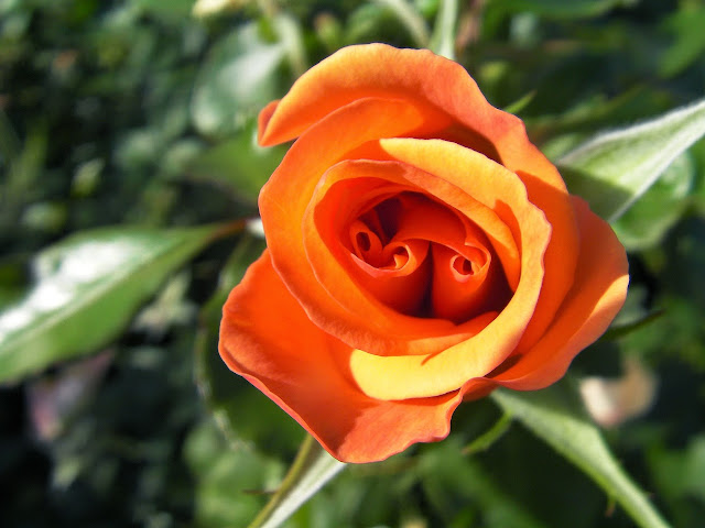 Los cuidados de las rosas en otoño