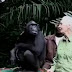 Συγκλονιστικές στιγμές: Χιμπατζής αγκαλιάζει αυτόν που του έσωσε την ζωή και τον επιστρέφει στην φύση (Video)