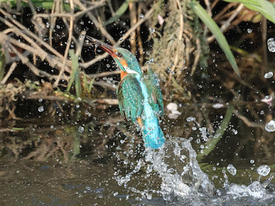 カワセミの水面飛出し 黒目川 Canon EOS R7にて撮影