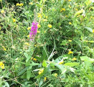 Tangle of flowers including relocated Purple Loosestrife